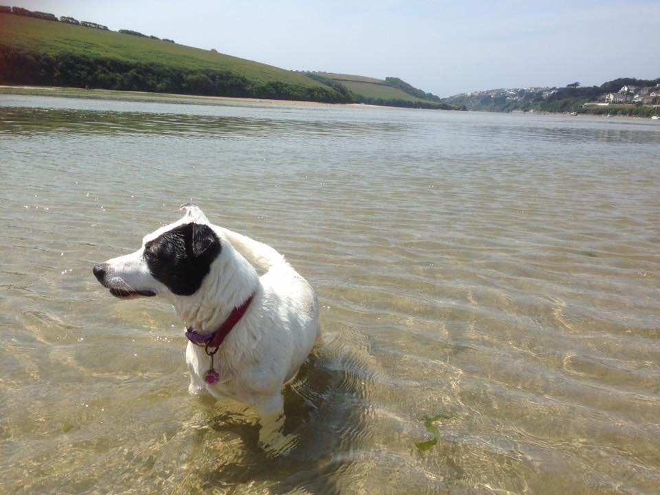 Canine Cottages And Dog Friendly Fun In Cornwall Newquay
