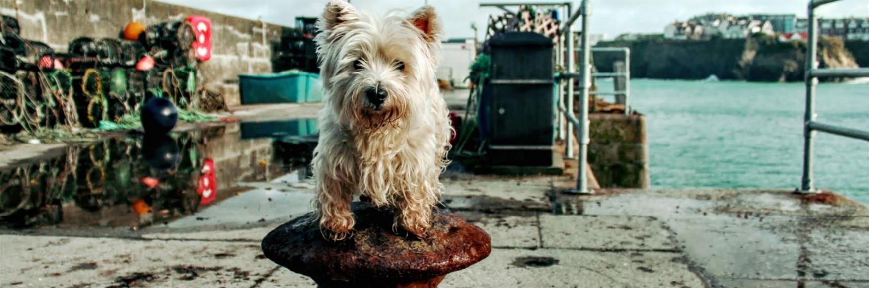 Dog Friendly Places to Go Newquay